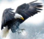 Whalebone Cove Cabin, bald eagles
