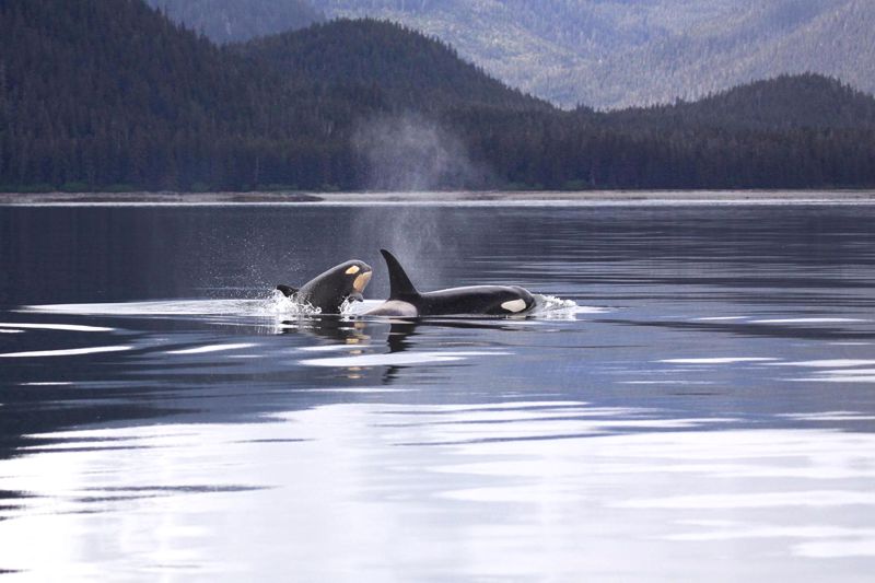 Orca whales